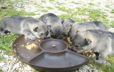 290907 repas chiots.jpg (36508 octets)