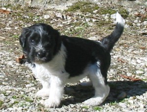 atika.jpg (32592 octets)