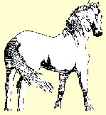 bannire cheval.jpg (9538 octets)