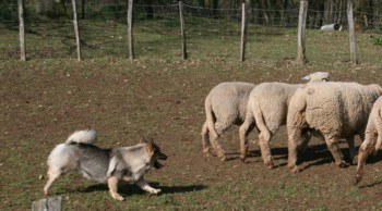 bolthorn mouton mars 2008B.jpg (26511 octets)