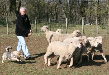 bolthorn mouton mars 2008E.jpg (36467 octets)