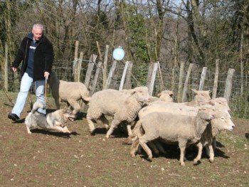 bolthorn mouton mars 2008Q.jpg (40066 octets)