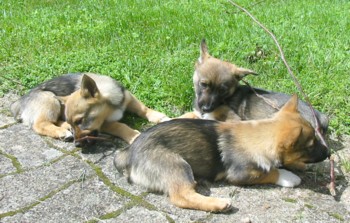 chiots vallda1 260506.jpg (37408 octets)