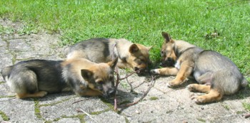 chiots vallda3 260506.jpg (28872 octets)