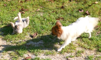 dakota et capucine 121008a.jpg (39329 octets)