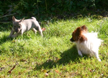 dakota et capucine 121008c.jpg (43715 octets)