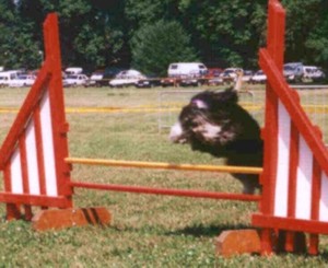 ichka_agility1.jpg (26045 octets)