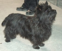 kinou_2003.jpg (13657 octets)
