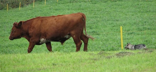 vaches1.jpg (40183 octets)