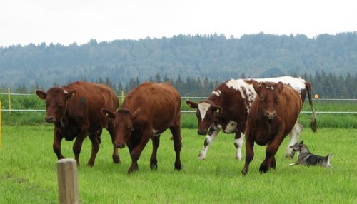 vaches2.jpg (36843 octets)