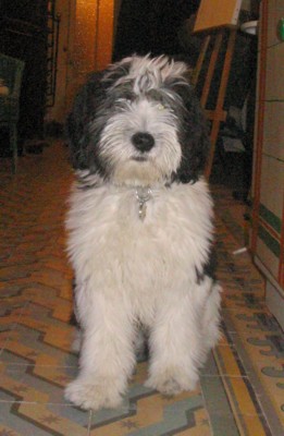akurat arlekin janvier 2005.jpg (28965 octets)