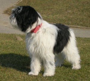 aszka1 mars 2006.jpg (24994 octets)