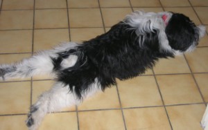 aszka2 mars 2006.jpg (14079 octets)