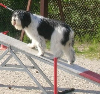 aszka agility.jpg (42014 octets)