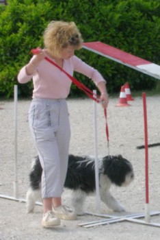 aszka agility1.jpg (24343 octets)
