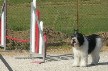 aszka agility1 juin 06.jpg (29662 octets)