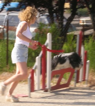 aszka agility2 juin 06.jpg (33059 octets)