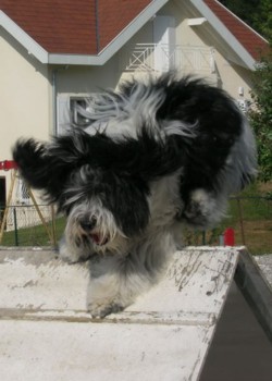 aszka agility3 juin 06.jpg (24775 octets)