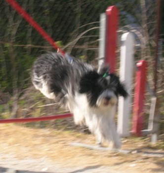 aszka agility juin 06.jpg (29763 octets)