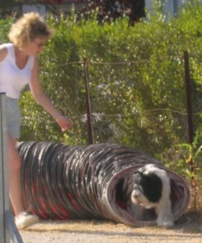 aszka agility juin 2006.jpg (32796 octets)