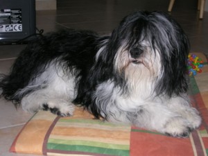 aszka dec2006.jpg (19413 octets)