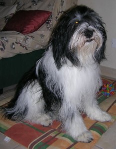 aszka decem2006.jpg (20513 octets)