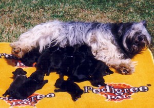 mowa et 11 chiots.jpg (29808 octets)