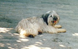 ocane.jpg (12911 octets)