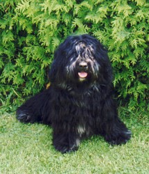 orkan.jpg (27496 octets)