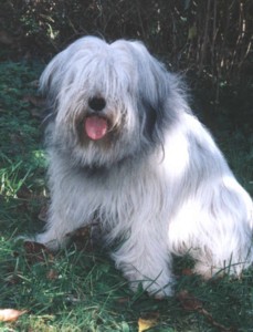 panni.jpg (22982 octets)
