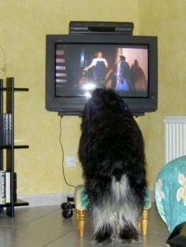 tylko TV.jpg (22845 octets)